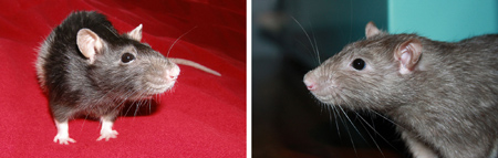 Борьба с крысами: методы, средства