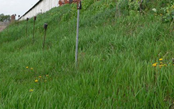 Шумелки для борьбы с кротами на даче и на огороде