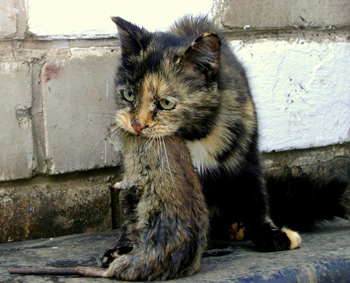 Кошка крыселов Борьба с водяной земляной крысой