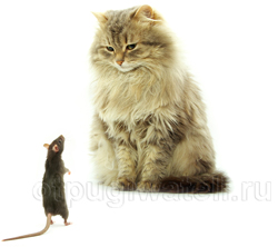 Как избавиться от мышей и крыс с помощью кота
