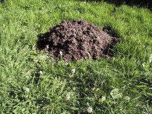Борьба с кротами на огороде Борьба с кротами на даче