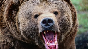 Клыки медведя