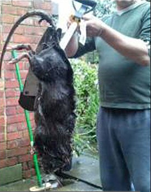 Самая большая крыса Англии