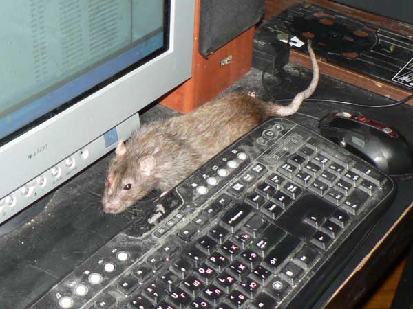 Крыса на рабочем месте