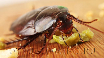 Тараканы помрут от борной кислоты