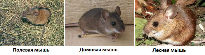 Животные-вредители продовольственных хлебных запасов (фото) Мыши-вредители запасов продовольствия
