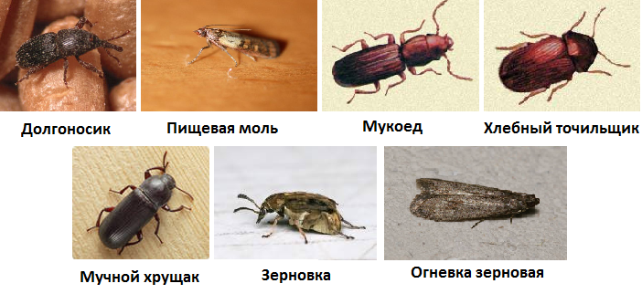 Вредители продовольственных хлебных запасов (фото) Вредители-насекомые хлебных и продовольственных запасов
